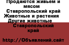 Продаются живьем и мясом - Ставропольский край Животные и растения » Другие животные   . Ставропольский край